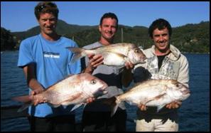 auckland-fishing-tours-to-snapper-spots